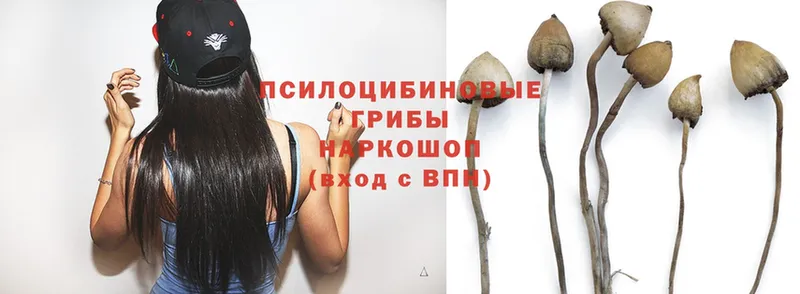 где купить наркоту  Вязьма  Галлюциногенные грибы Psilocybe 